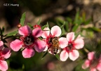 Geraldton waxflower