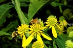 Golden honey plant