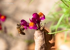 Toadflax, Moroccan
