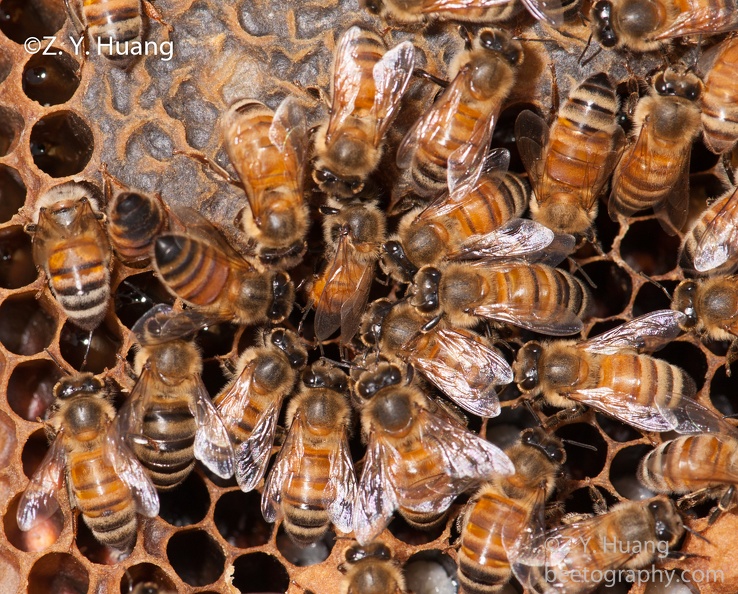 A false queen laying eggs and being surround by a worker retinue. This only happens in a laying worker colony. 