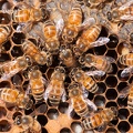 A false queen laying eggs and being surround by a worker retinue. This only happens in a laying worker colony. 
