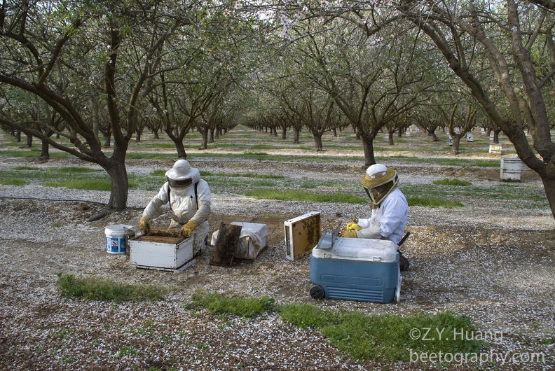 Beekeeping-in-Almonds