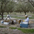 Beekeeping-in-Almonds.jpg