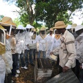 Beekeeping-in-Haiti-DSC_2423.jpg
