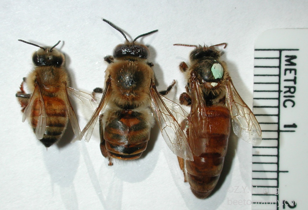 Worker, drone, and queen (abdomen size and shape)
