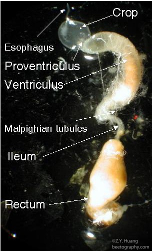 Honey bee digestive tract