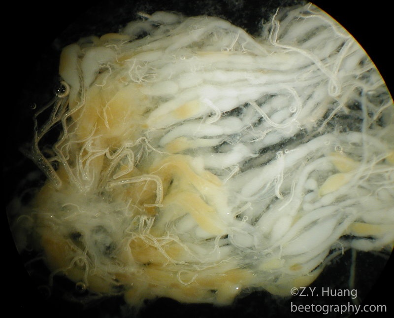 Ovary of a laying queen (ovarioles and eggs)