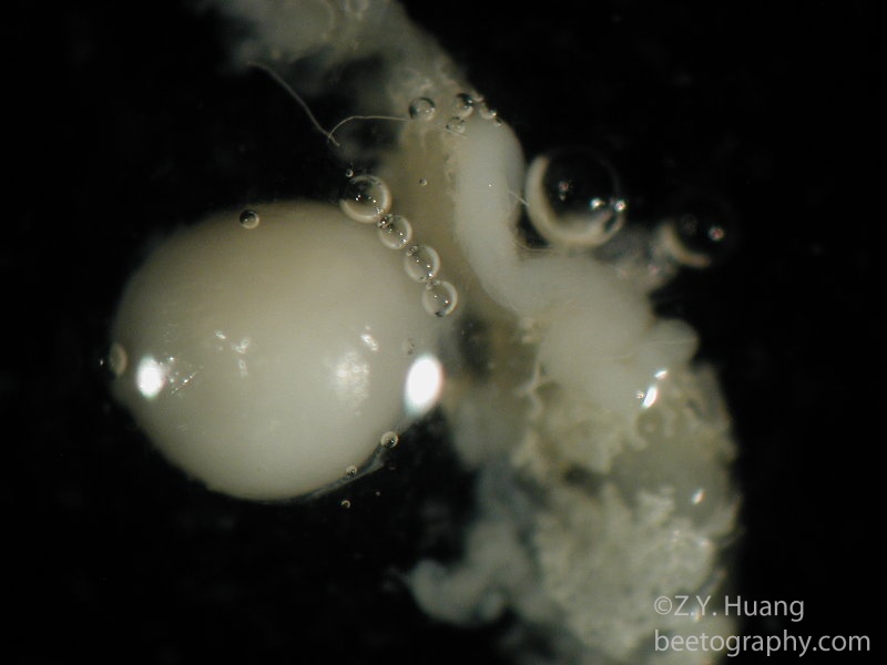 Queen spermatheca (spherical organ)