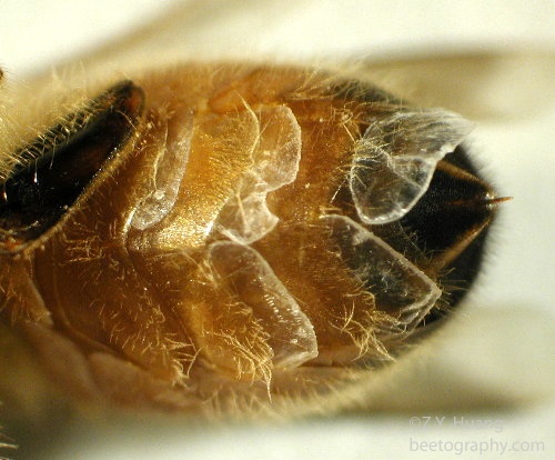 Honey bee wax scales on abdomen