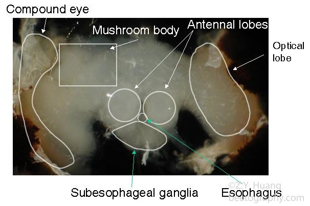 Honey bee head internal organs