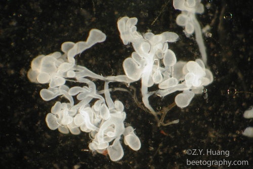 Honey bee salivary gland