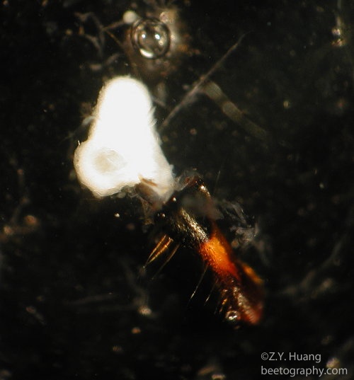 Honey bee mandibular gland