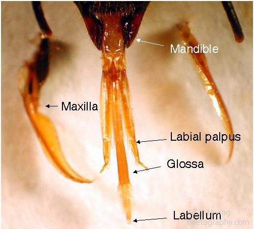 Honey bee mouth parts