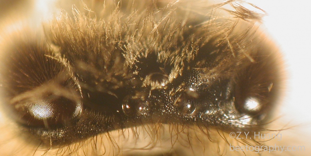 Honey bee eyes