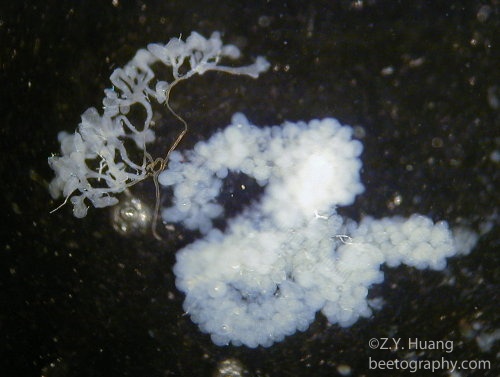 Honey bee hypopharyngeal gland