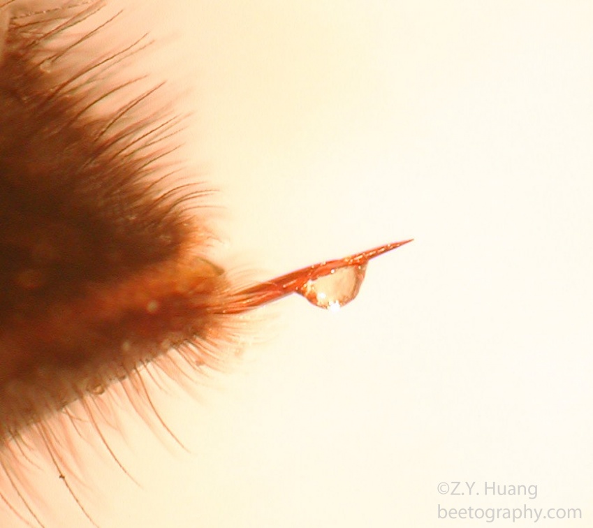 Honey bee exuded sting with venom drop