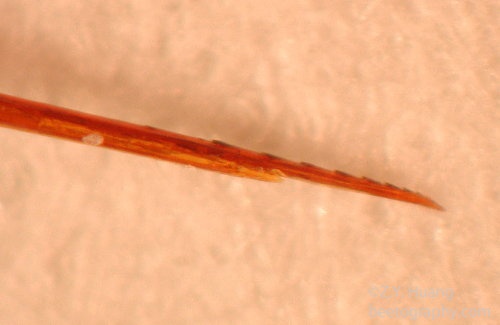 Worker bee after stinging (sting barbs visible)