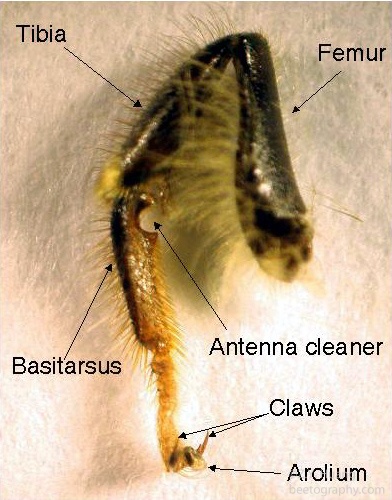 Honey bee front leg