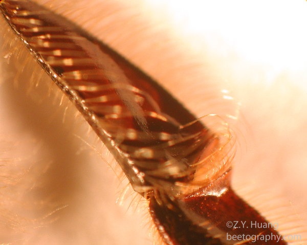 Honey bee pollen basket on hind leg