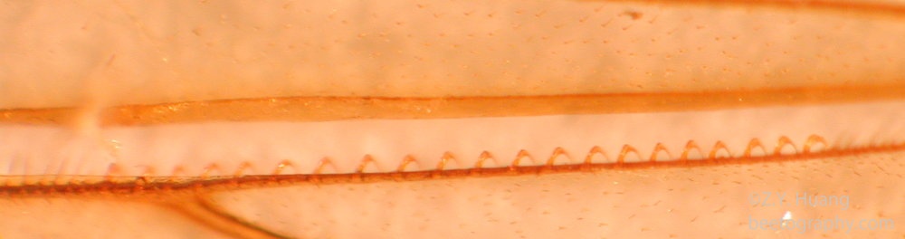 Honey bee wing hooks (humuli) close-up