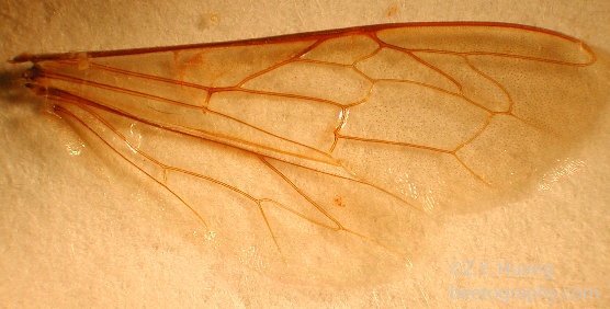 Honey bee front and rear wings