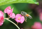 Dwarf honey bees