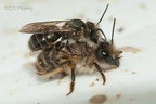 Japanese horn-faced bees