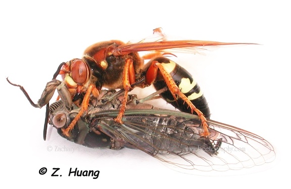 cicada killer4