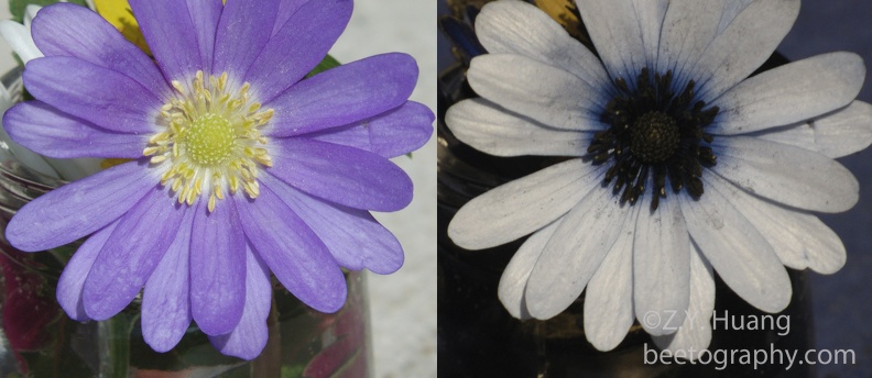 anemone-UV