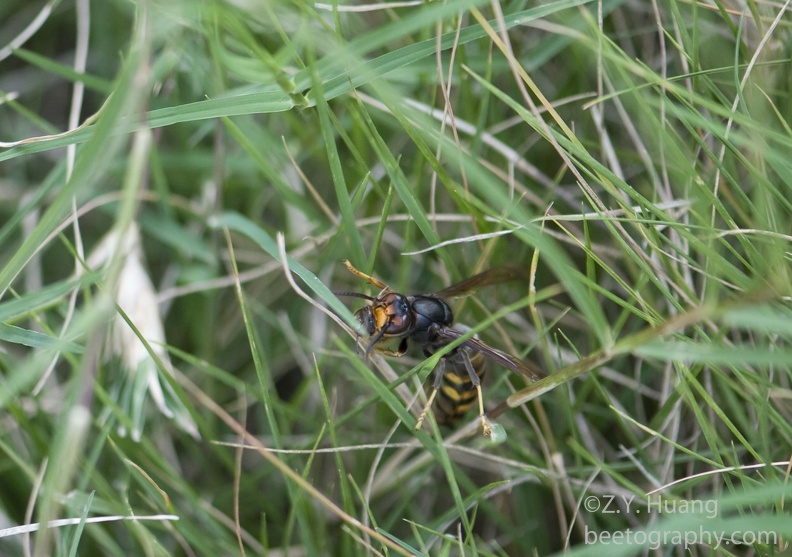DSD 3907wasp with a bee