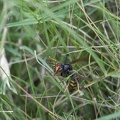 DSD_3907wasp with a bee.jpg
