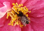 Camellia, common