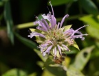 Beebalm, pink