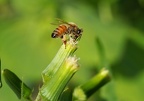 Burnweed, Ameican