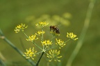 Fennel