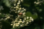 Boneset