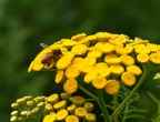 Tansy