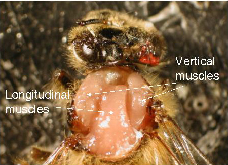 Honey bee flight muscles exposed